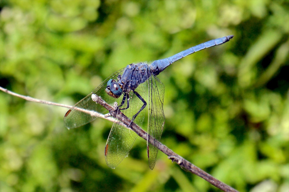 Blue Skimmer