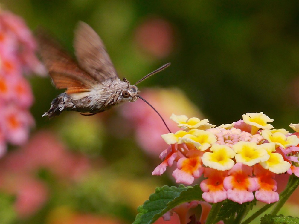 Humming-bird Hawk Moth