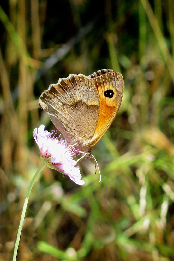 Eastern Meadow Brown