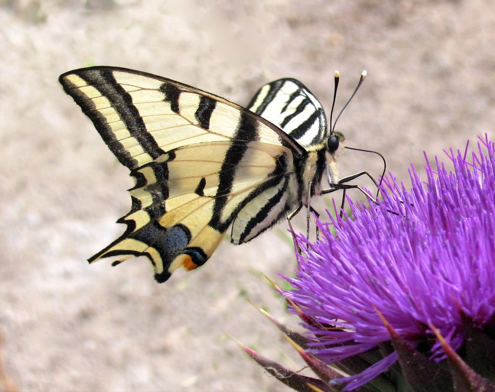 Southern Swallowtail