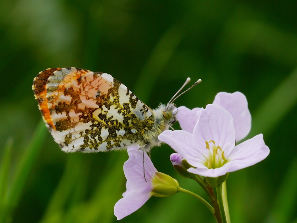 Orange Tip ♂