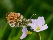 Male Orange Tip;40.jpg