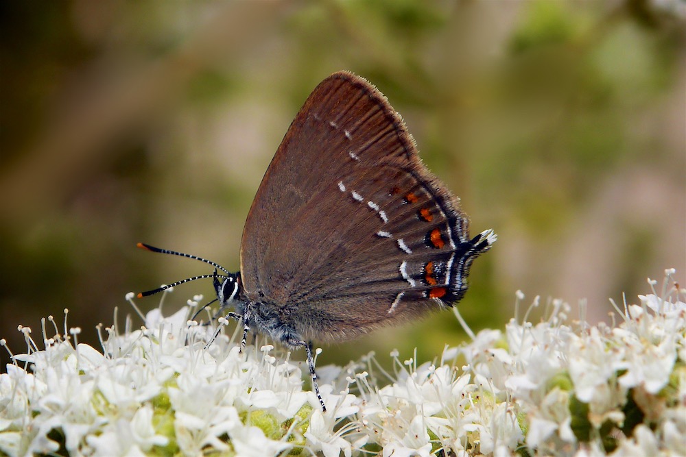 Ilex Hairstreak