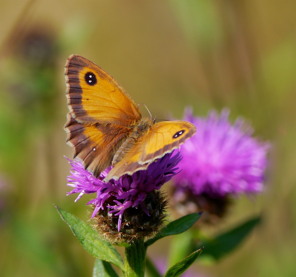 Hedge Brown