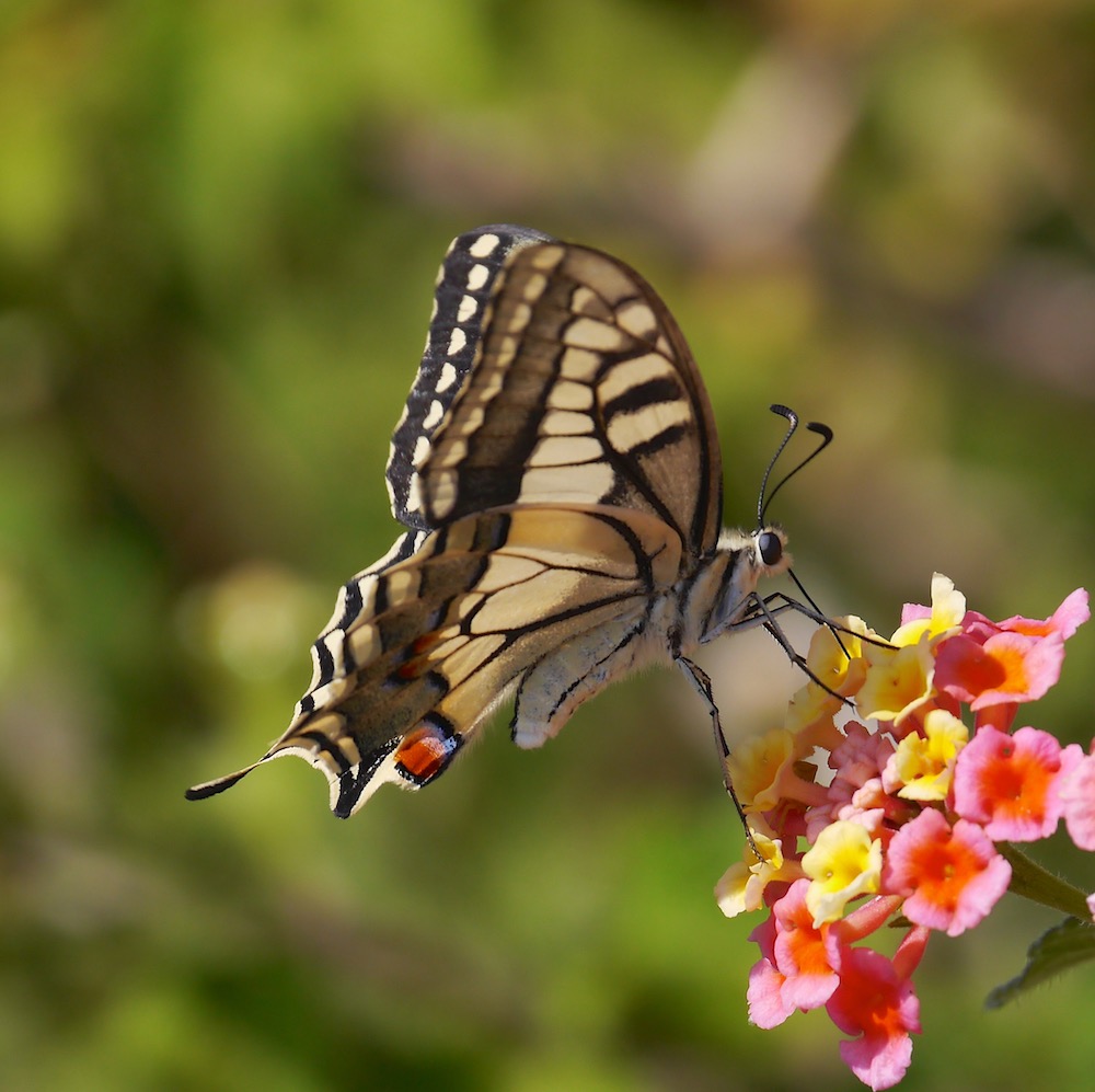 Swallowtail