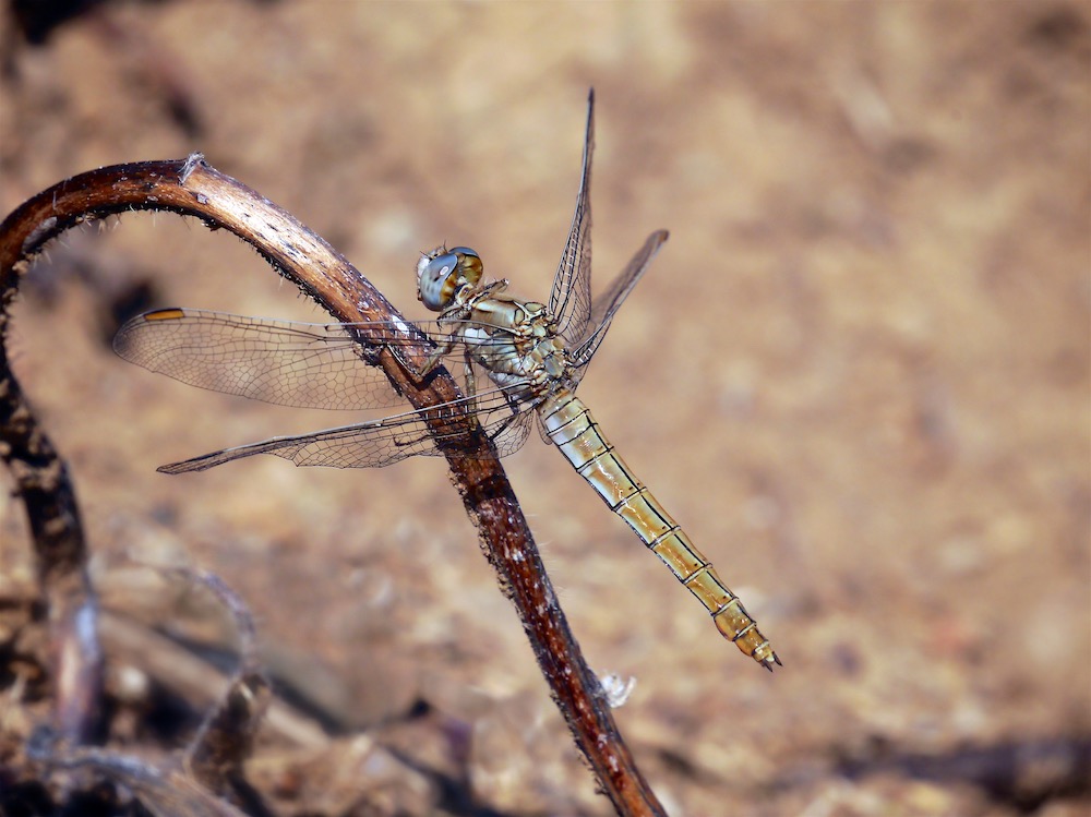 Southern Darter