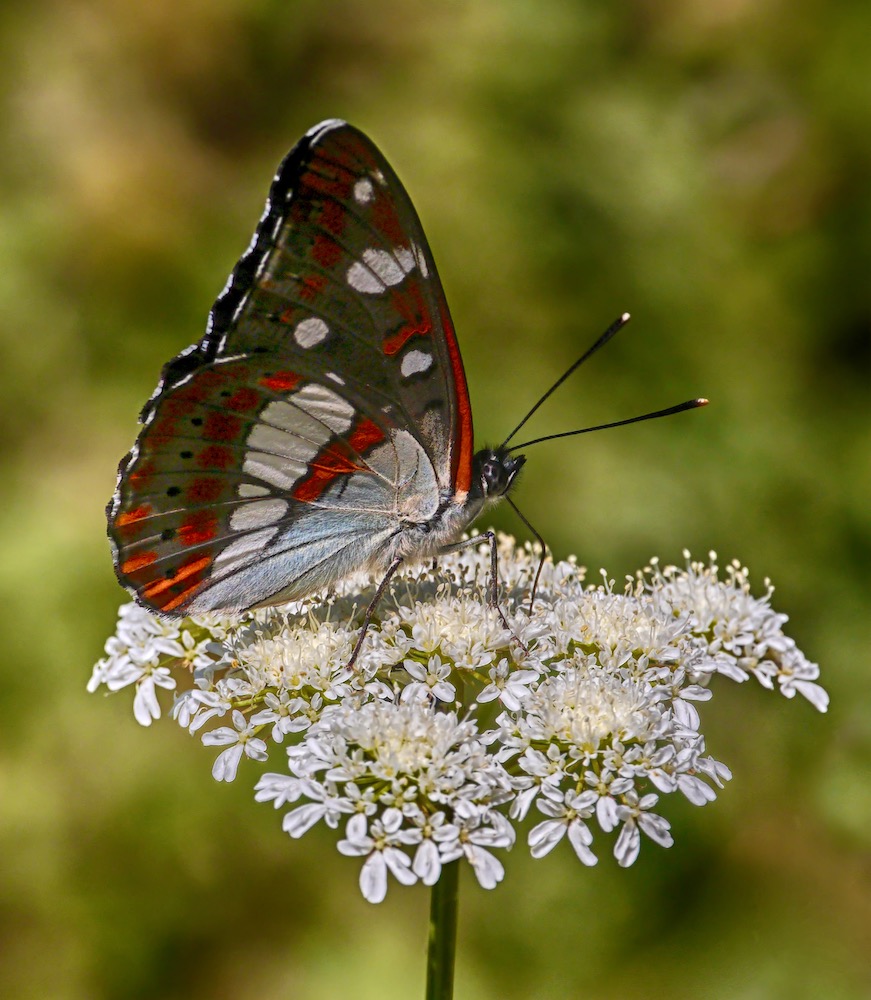 Southern White Admiral