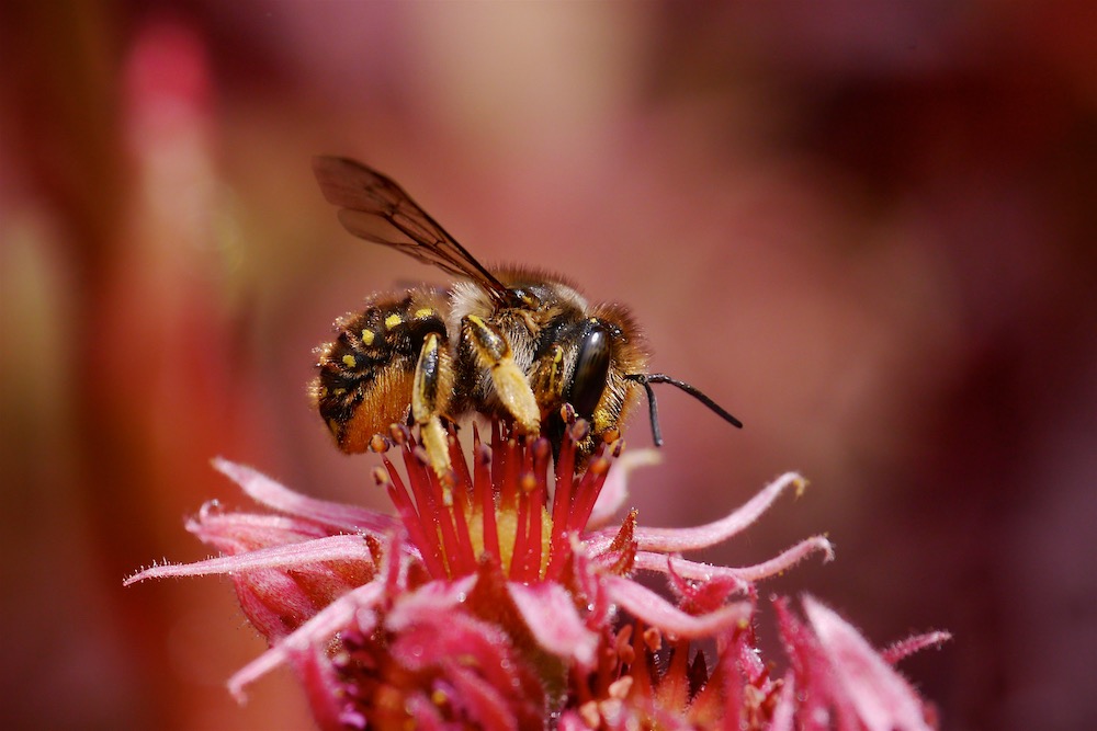 Wool Carder Bee ♀