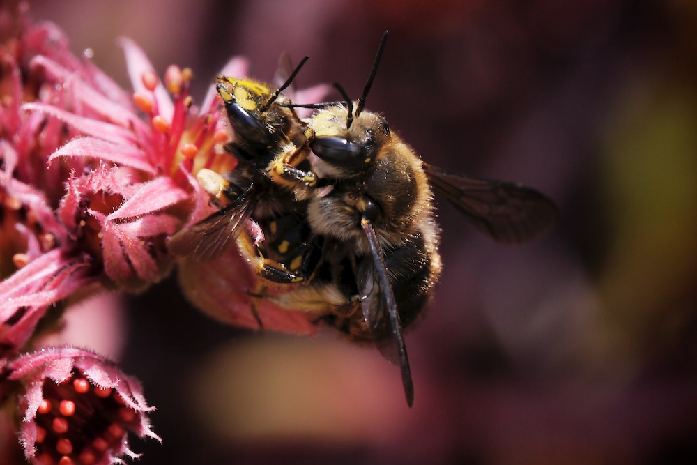 Wool Carder Bee pair