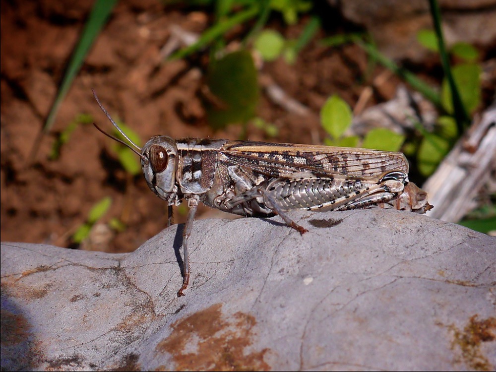 Short-horned Grasshopper