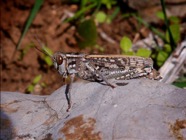 Short-horned Grasshopper;40.jpg