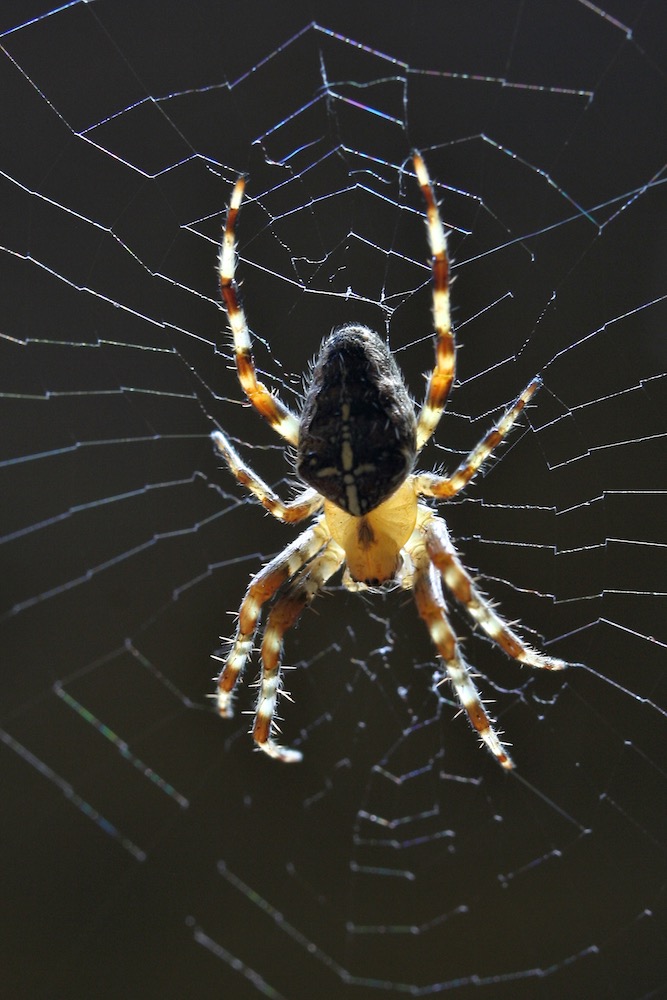 Garden Spider