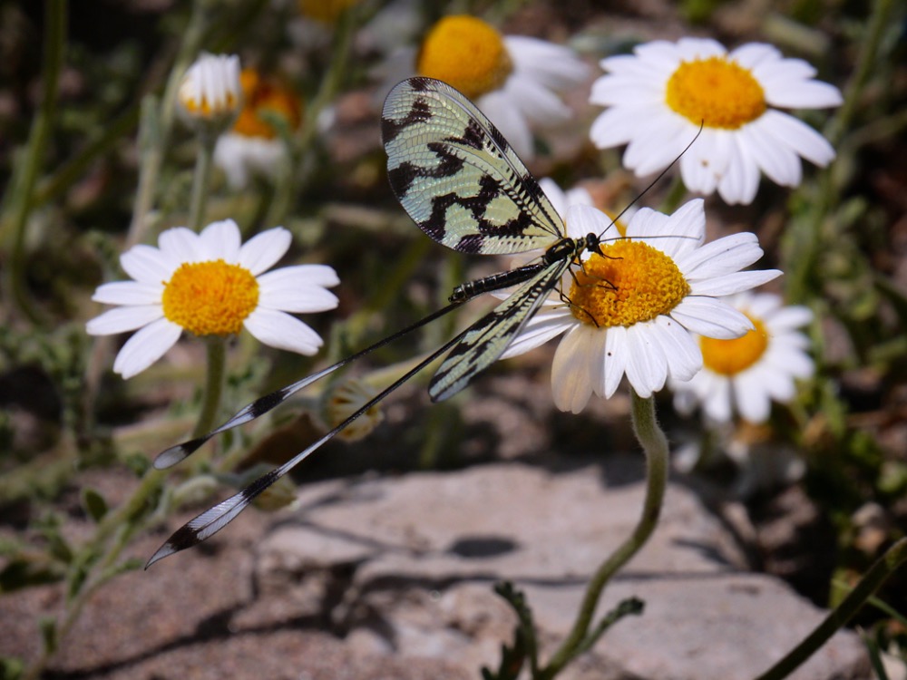 Spoon-winged Lacewing