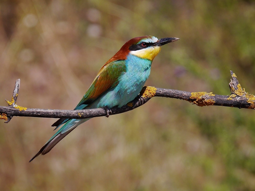 European Bee-eater