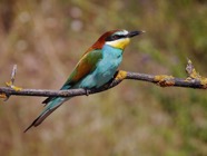 European Bee-eater.jpg