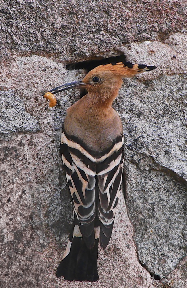 Hoopoe