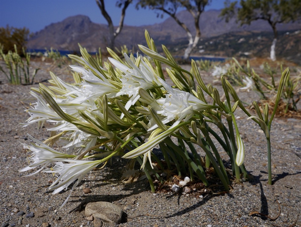 Sea Daffodils (Pancratium maritimum)  Plakias beach