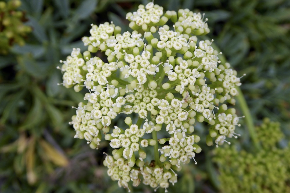 Rock Samphire (Crithmum maritimum)