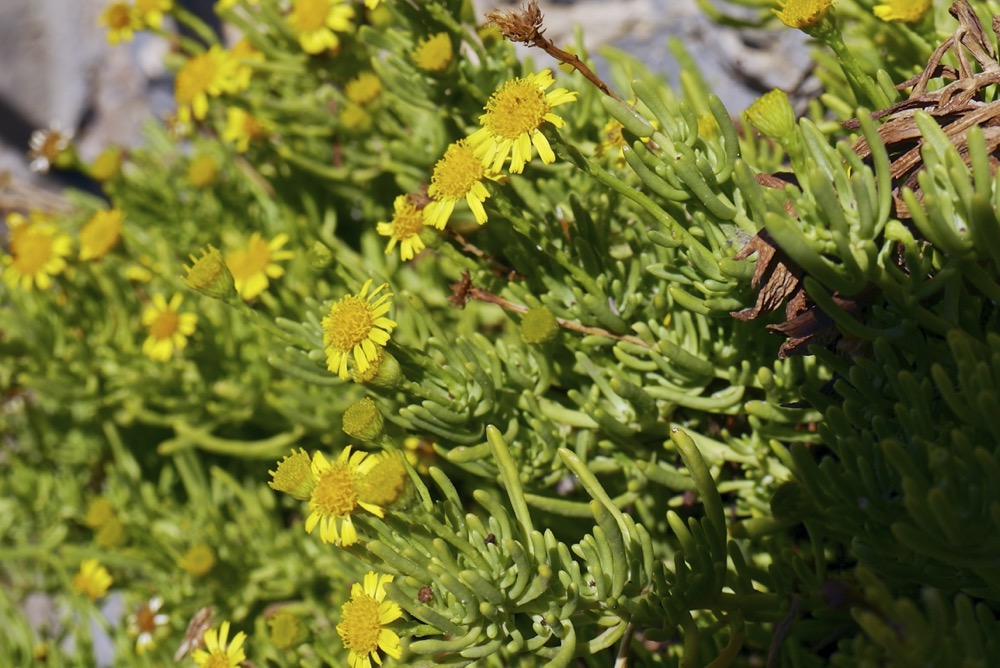 Golden samphire (Inula crithmoides)