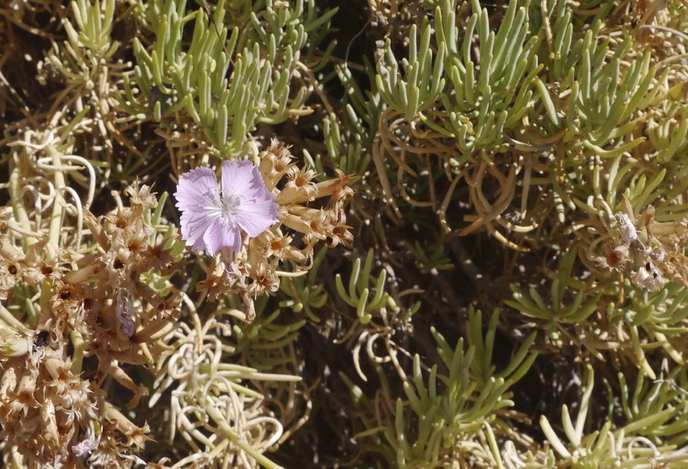 Dianthus fruticosus ssp creticus