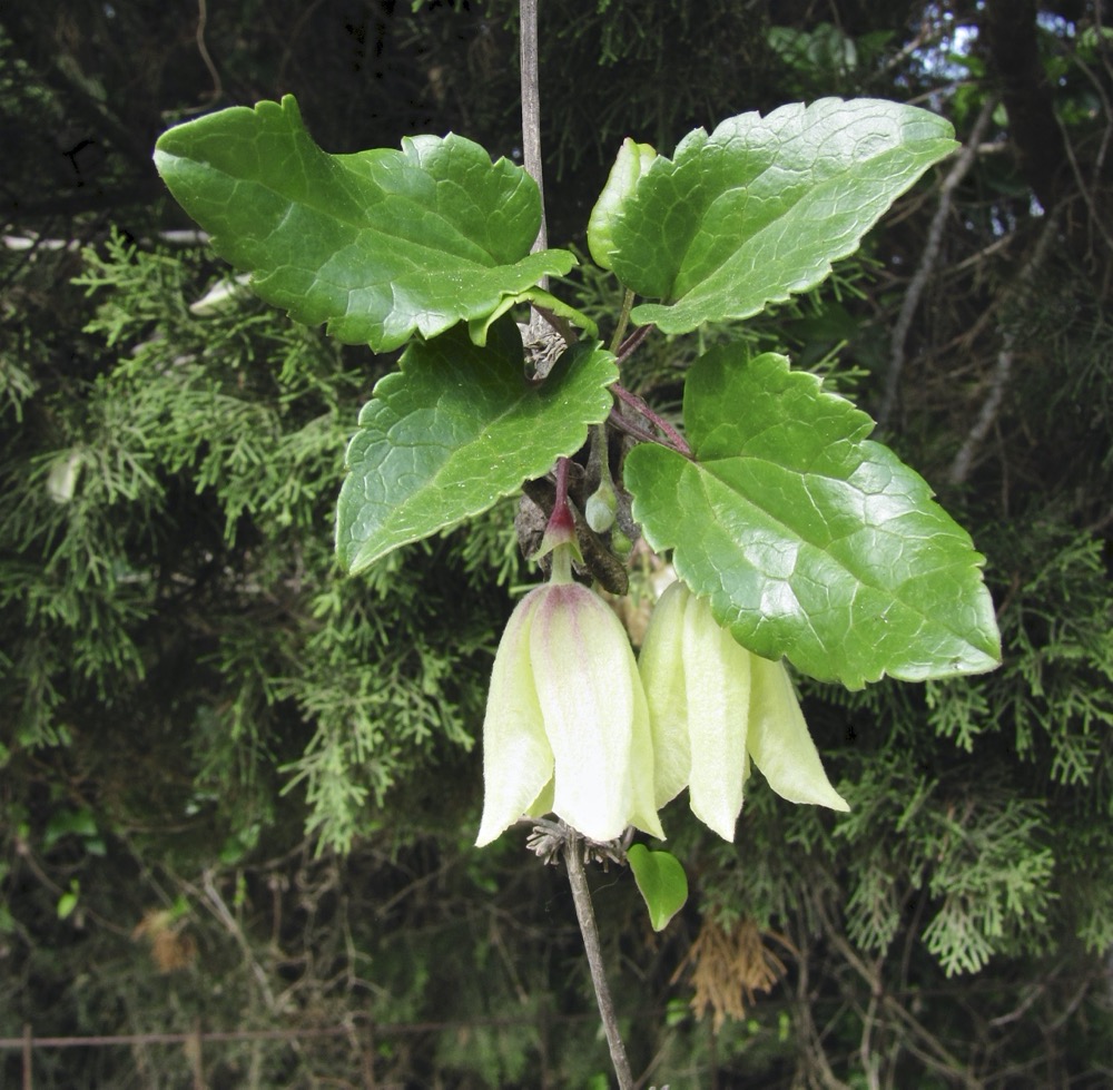 Clematis cirrhosa