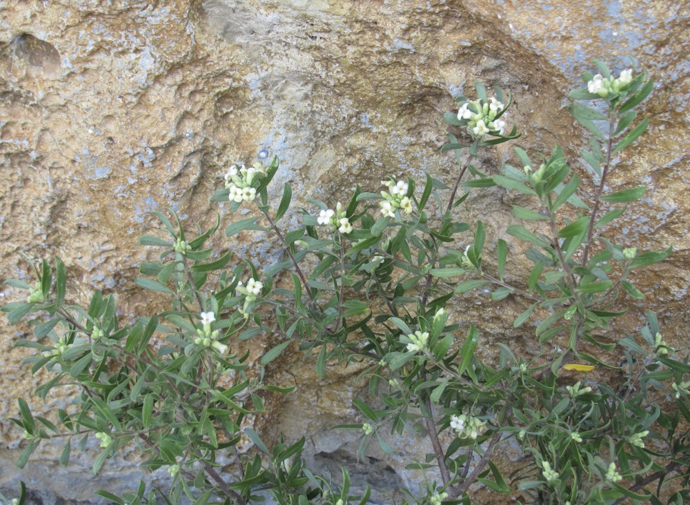 Autumn Daphne (Daphne gnidioides) Plakias headland