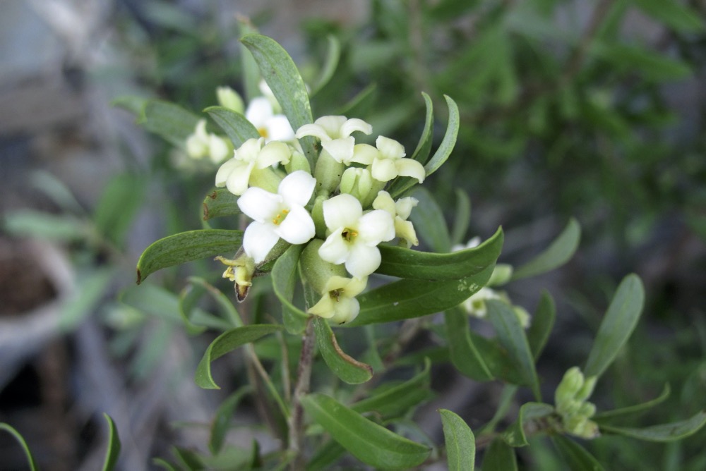 Autumn Daphne (Daphne gnidioides)