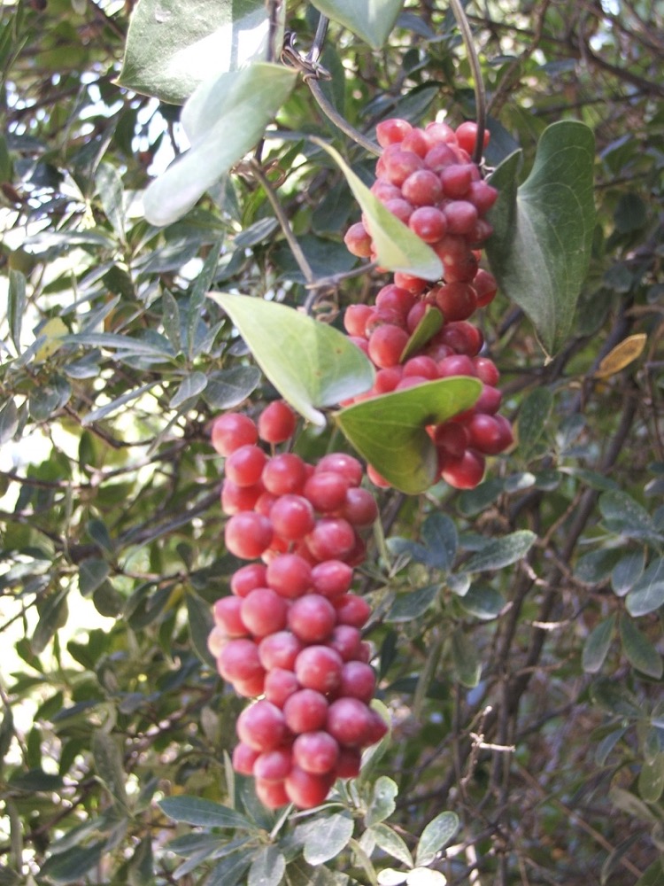 Smilax aspera; Rough bindweed:  Fruit