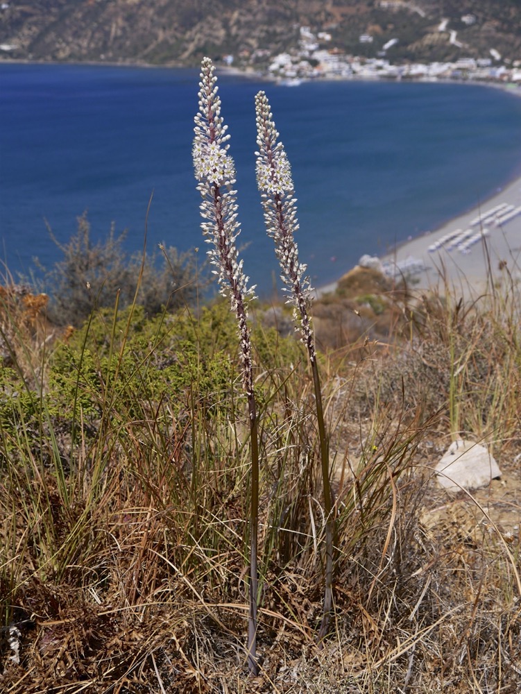 Sea Squill (Drimia maritima)