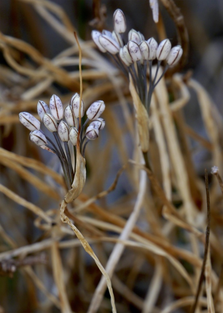 Allium callimischon  ssp haemostictum