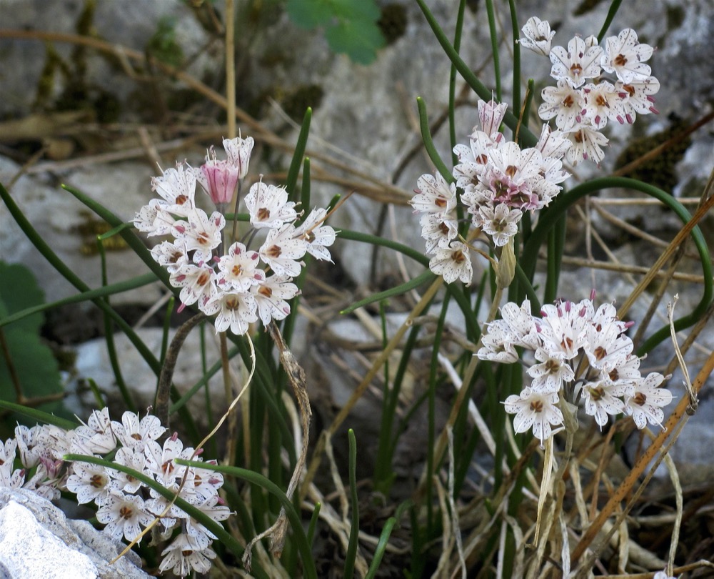 Allium callimischon  ssp haemostictum