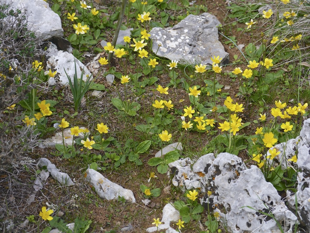 Autumn Buttercup (Ranunculus bullatus)
