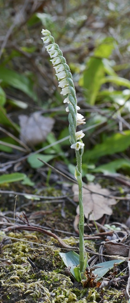 Autumn Lady's Tresses (Spiranthes spiralis)