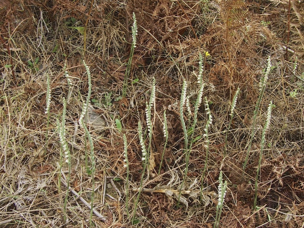 Autumn Lady's Tresses (Spiranthes spiralis)
