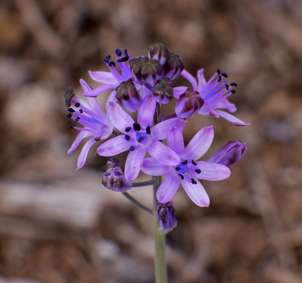 Autumn squill (Prospero autumnale)
