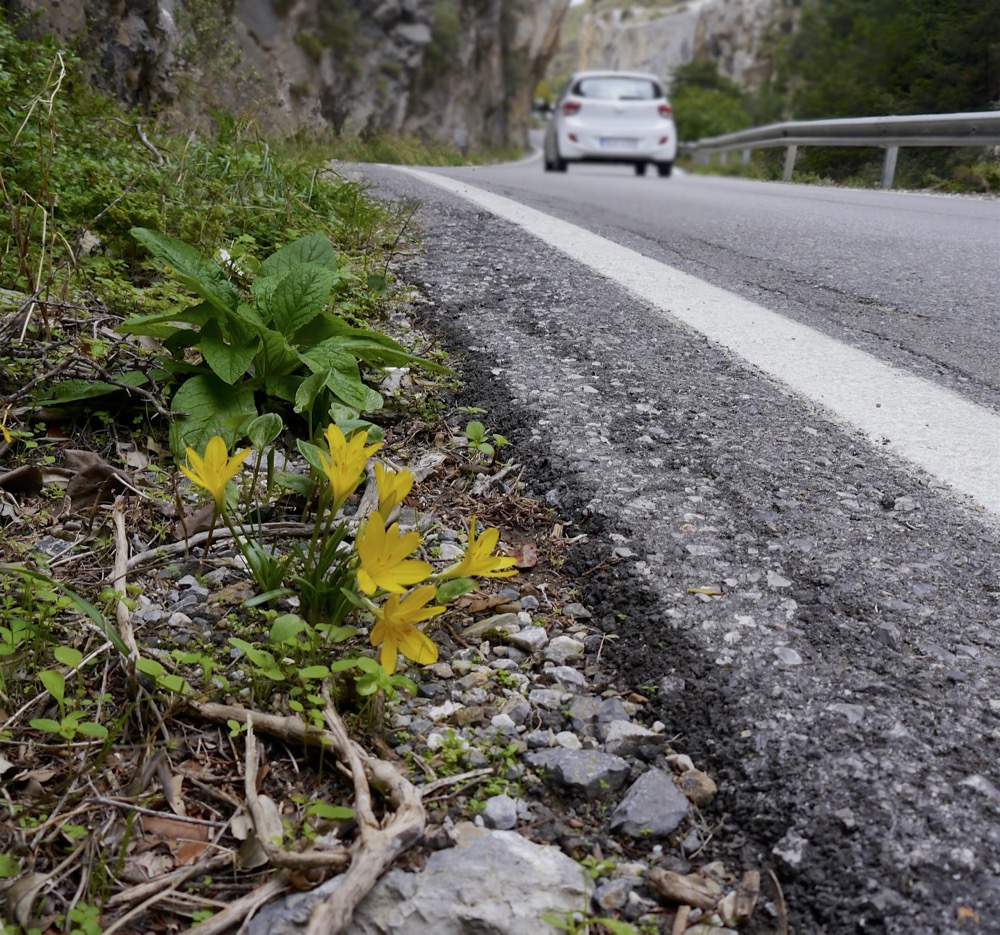 Sternbergia sicula, Kotsifos Gorge