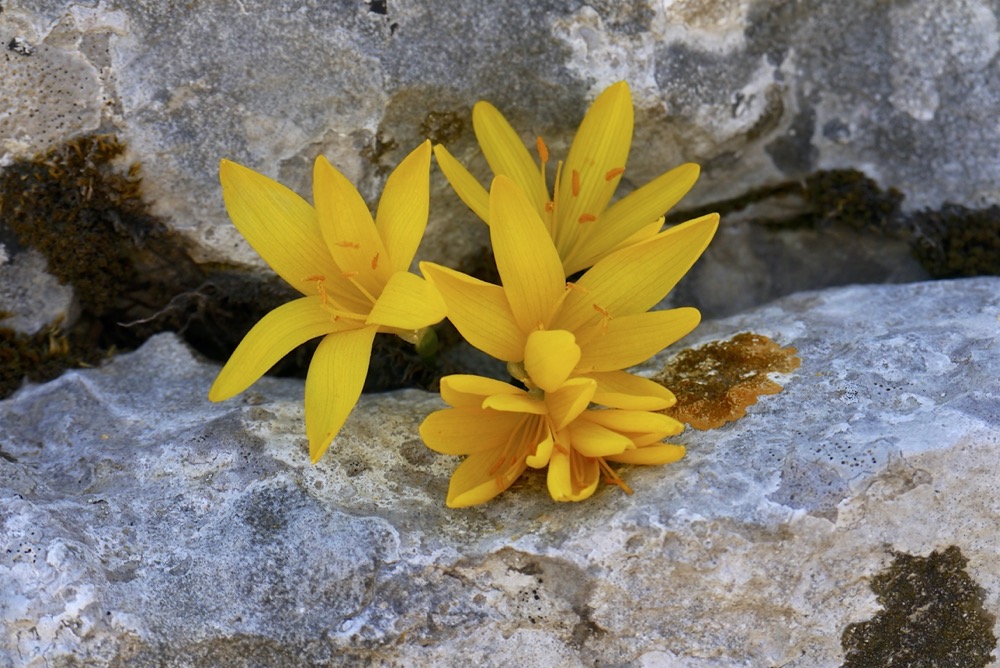 Sternbergia sicula