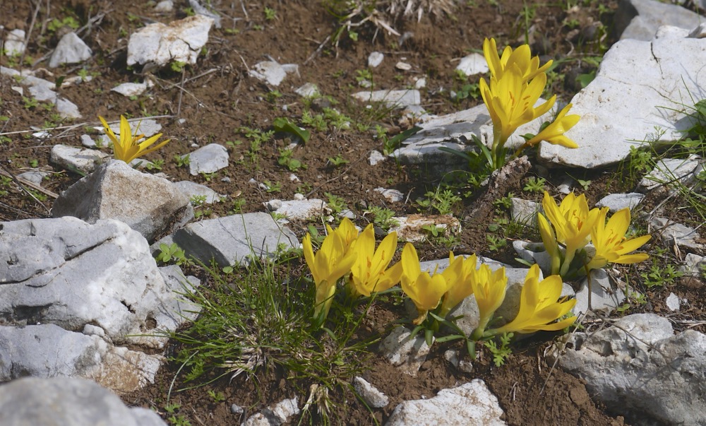 Sternbergia sicula