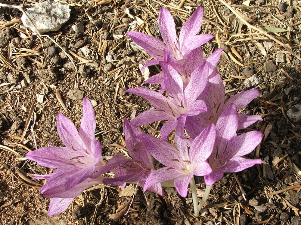 Autumn crocus (Colchicum macrophyllum)