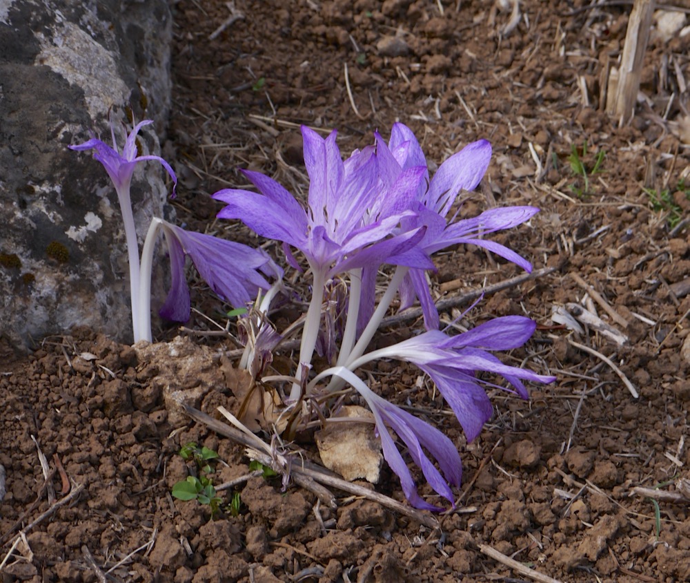 Autumn crocus (Colchicum macrophyllum)