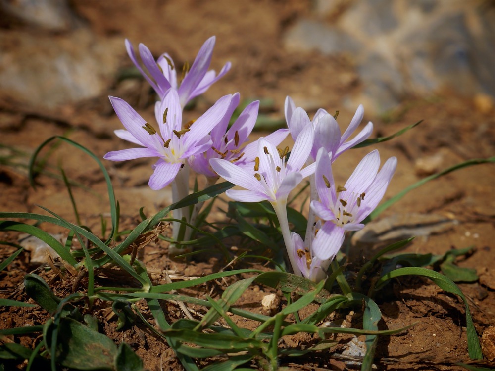 Autumn crocus (Colchicum pusillum)