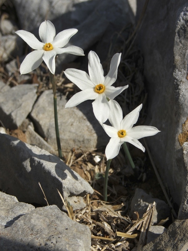 Narcissus serotinus