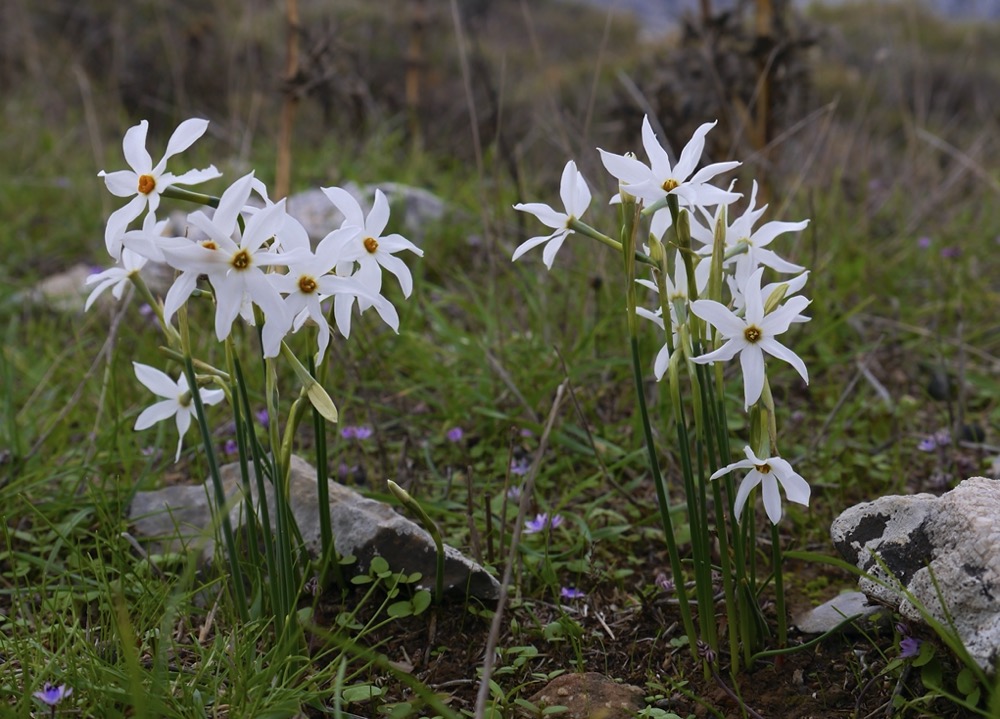 Narcissus serotinus