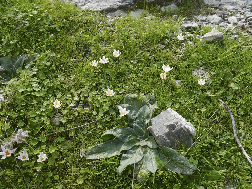 Crocus laevigatus