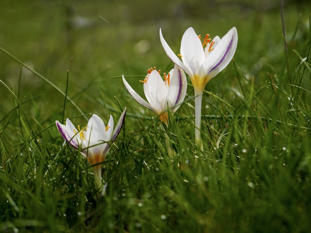 Crocus laevigatus