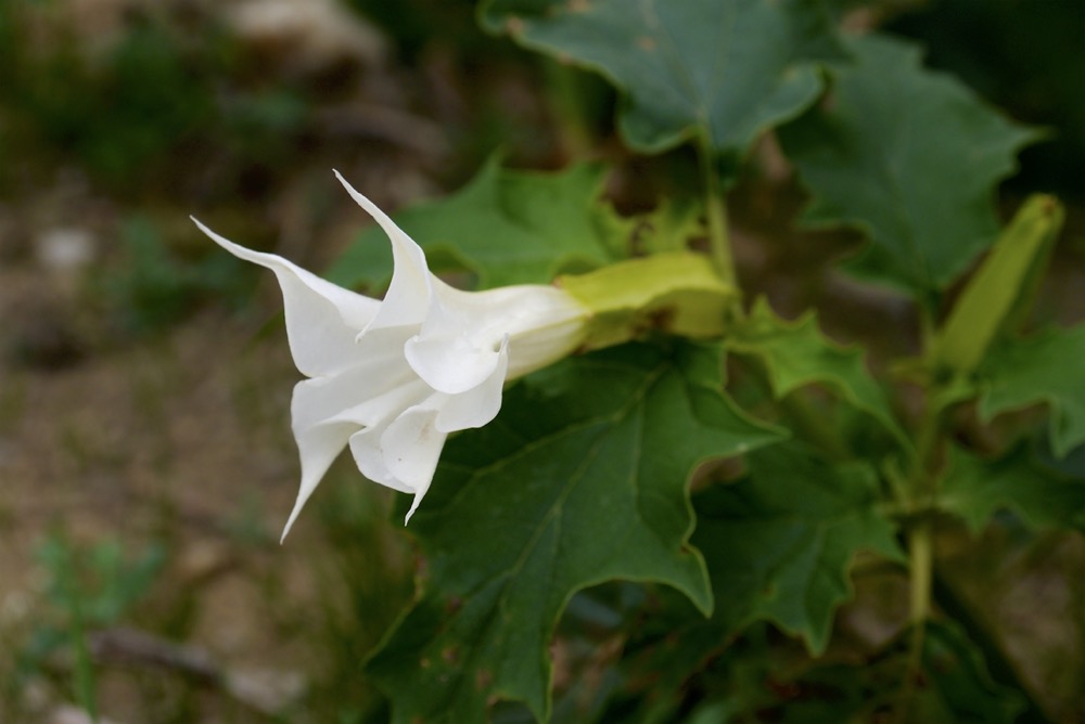 Thorn apple (Datura stramonium)
Gious kambos