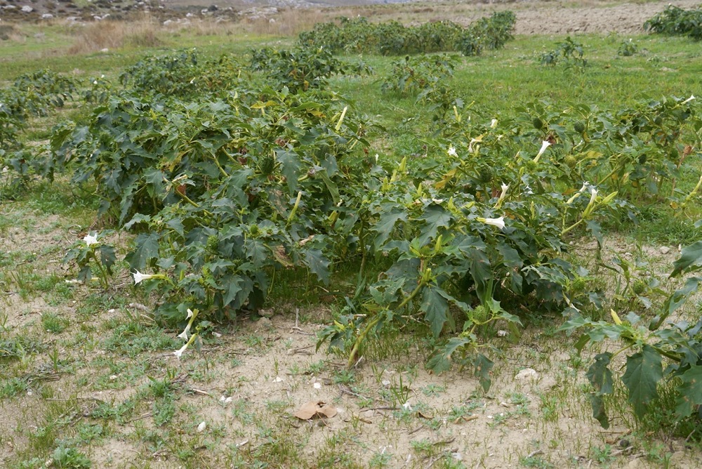 Thorn apple (Datura stramonium)
Gious kambos