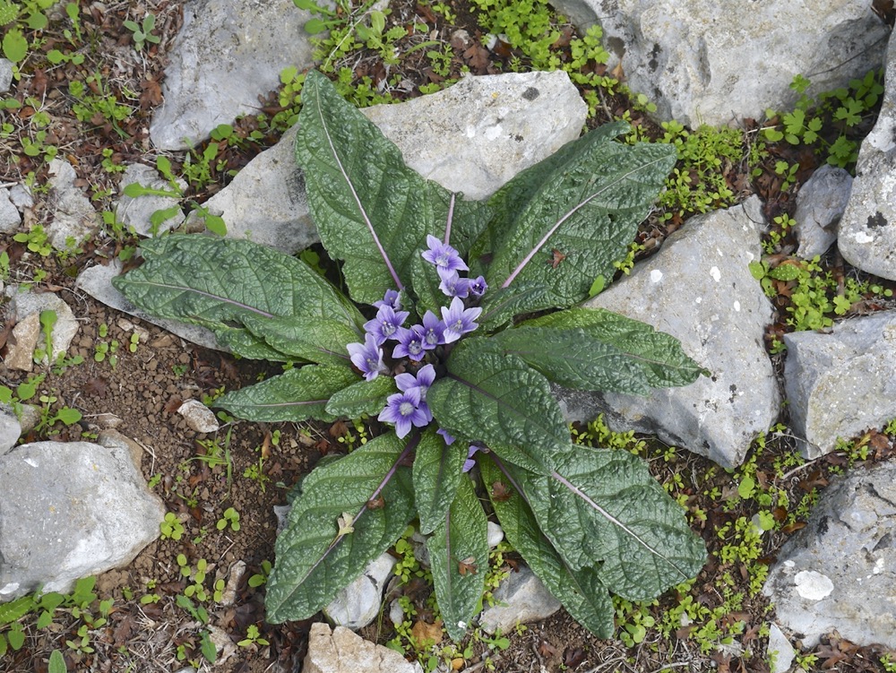 Mandrake (Madragora officinarum)