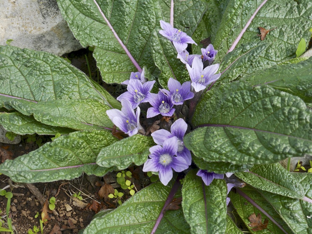 Mandrake (Madragora officinarum)