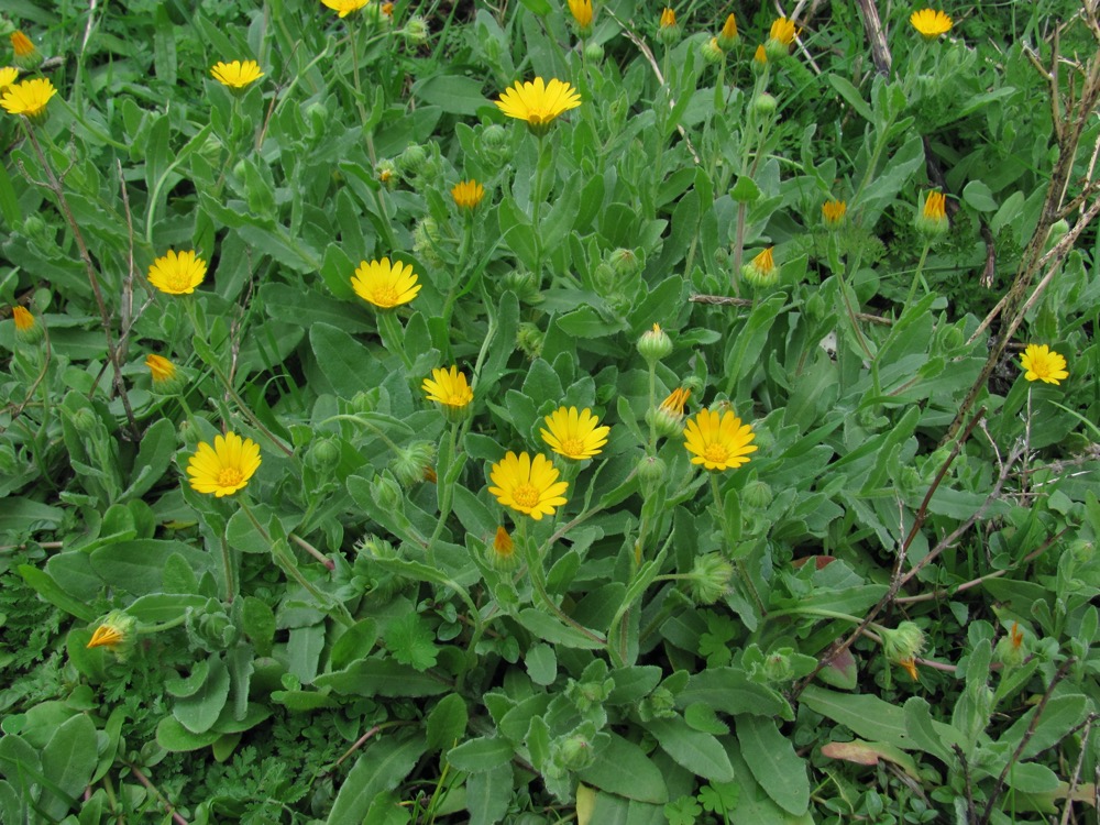 Corn Marigold (Glebionis segetum)